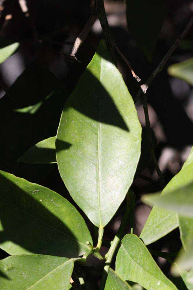              Unifoliolate leaf (Riverside, CA)       